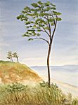 Baum im Wind Baum im Wind