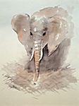 Elefant